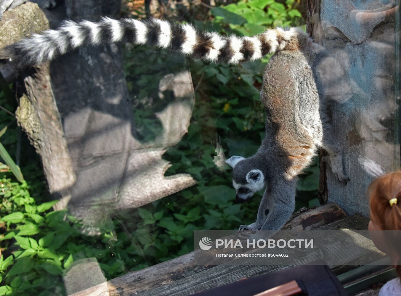 Обитатели Московского зоопарка