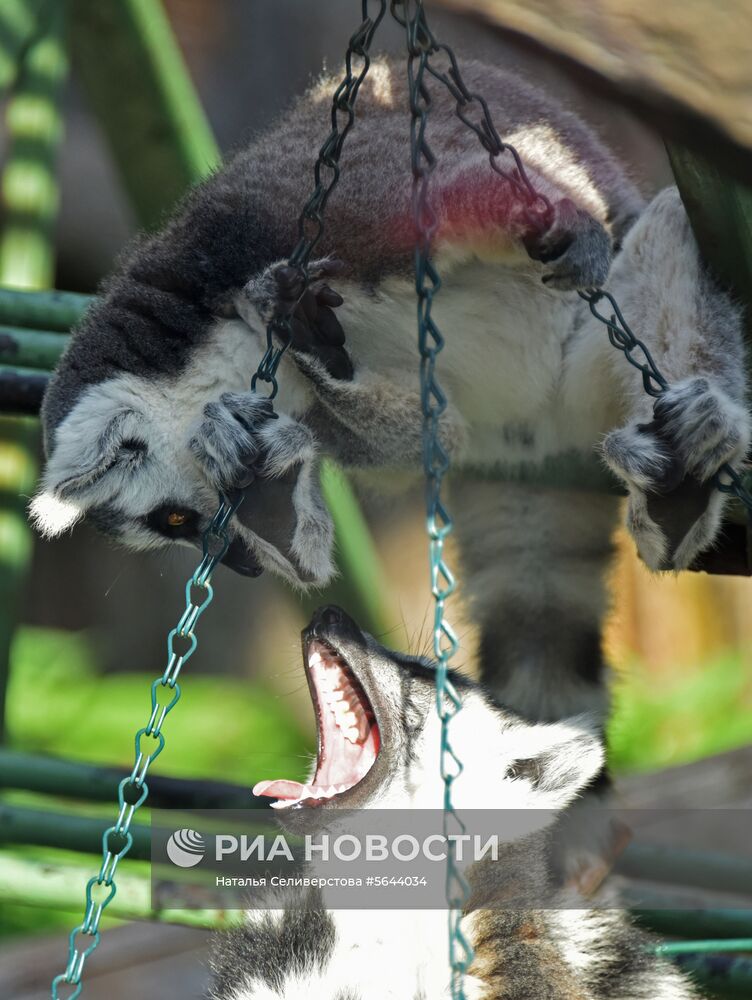 Обитатели Московского зоопарка