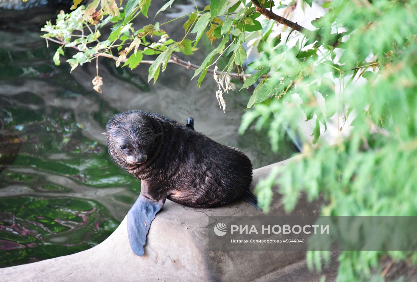 Обитатели Московского зоопарка