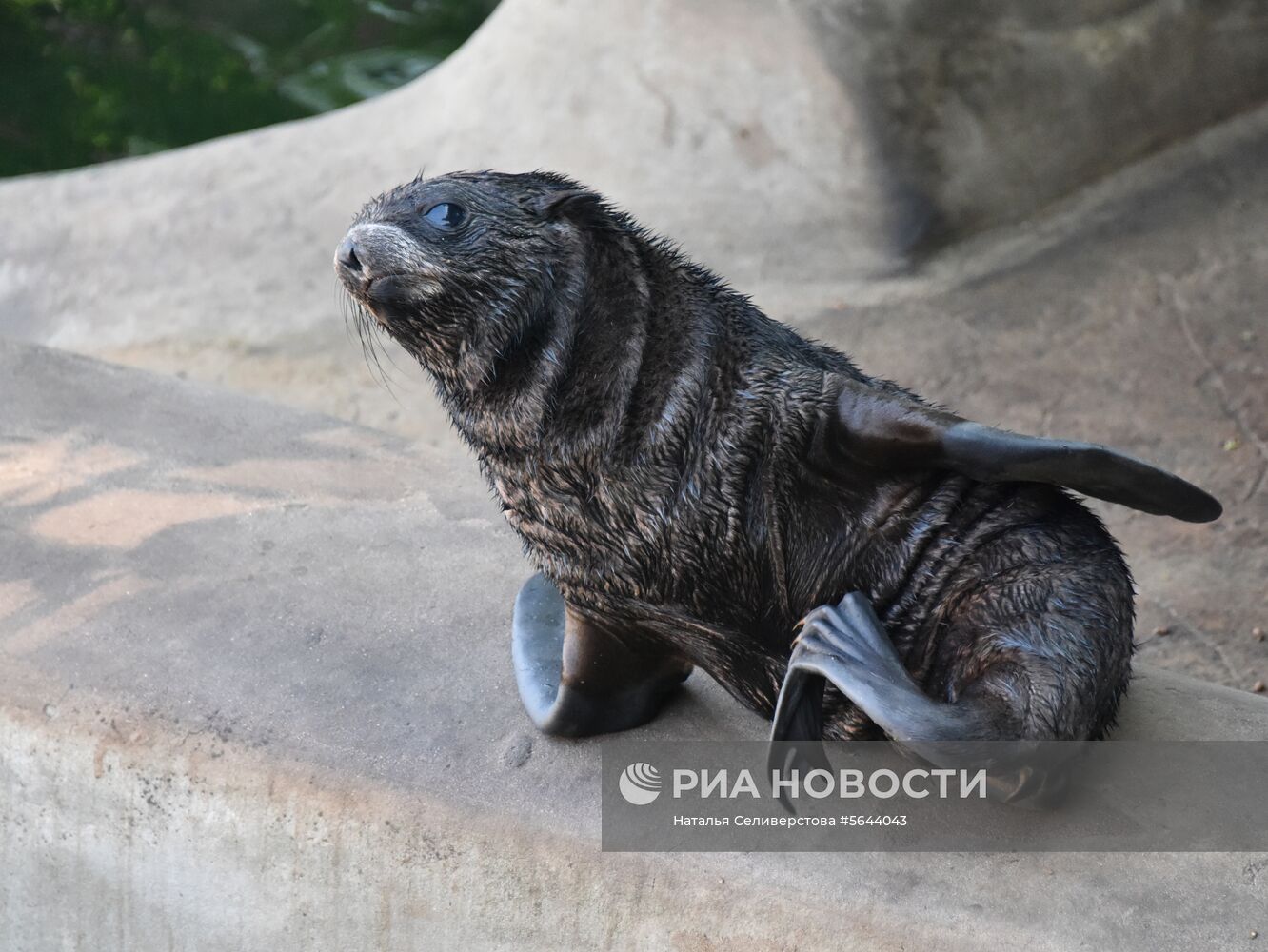 Обитатели Московского зоопарка