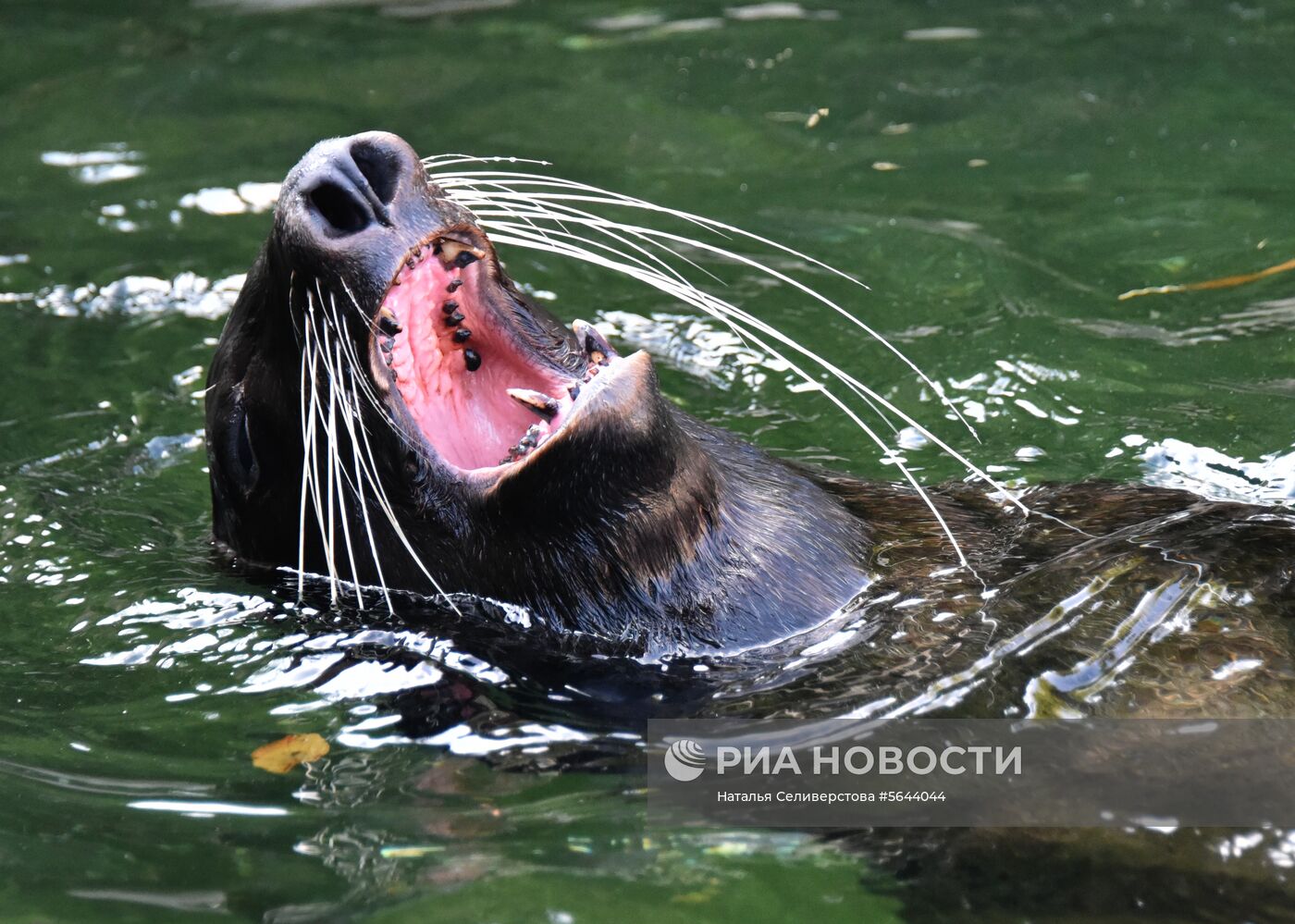 Обитатели Московского зоопарка