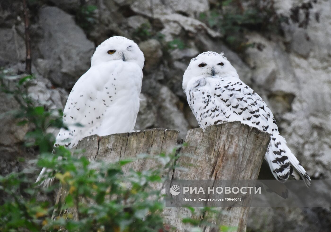 Обитатели Московского зоопарка