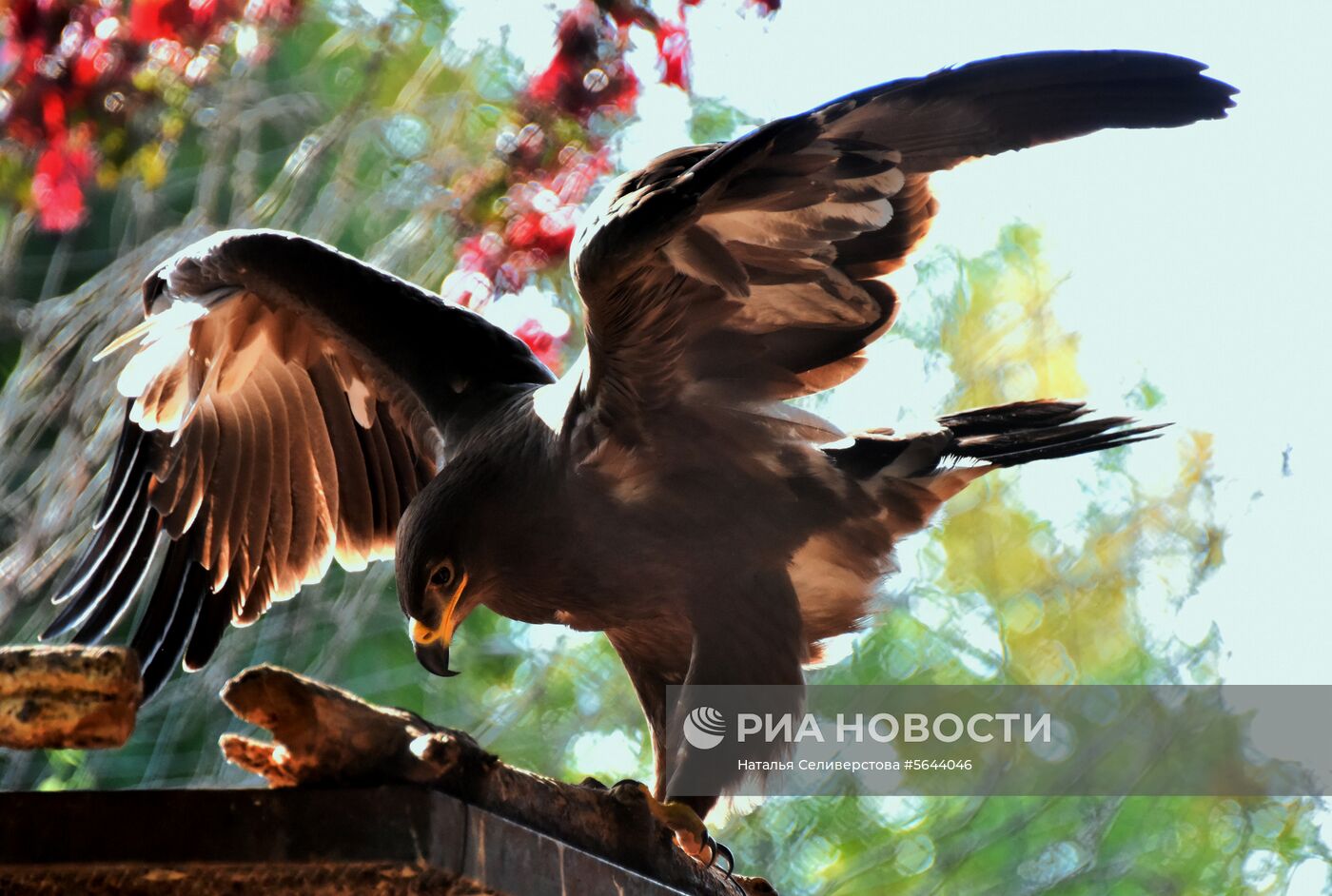 Обитатели Московского зоопарка