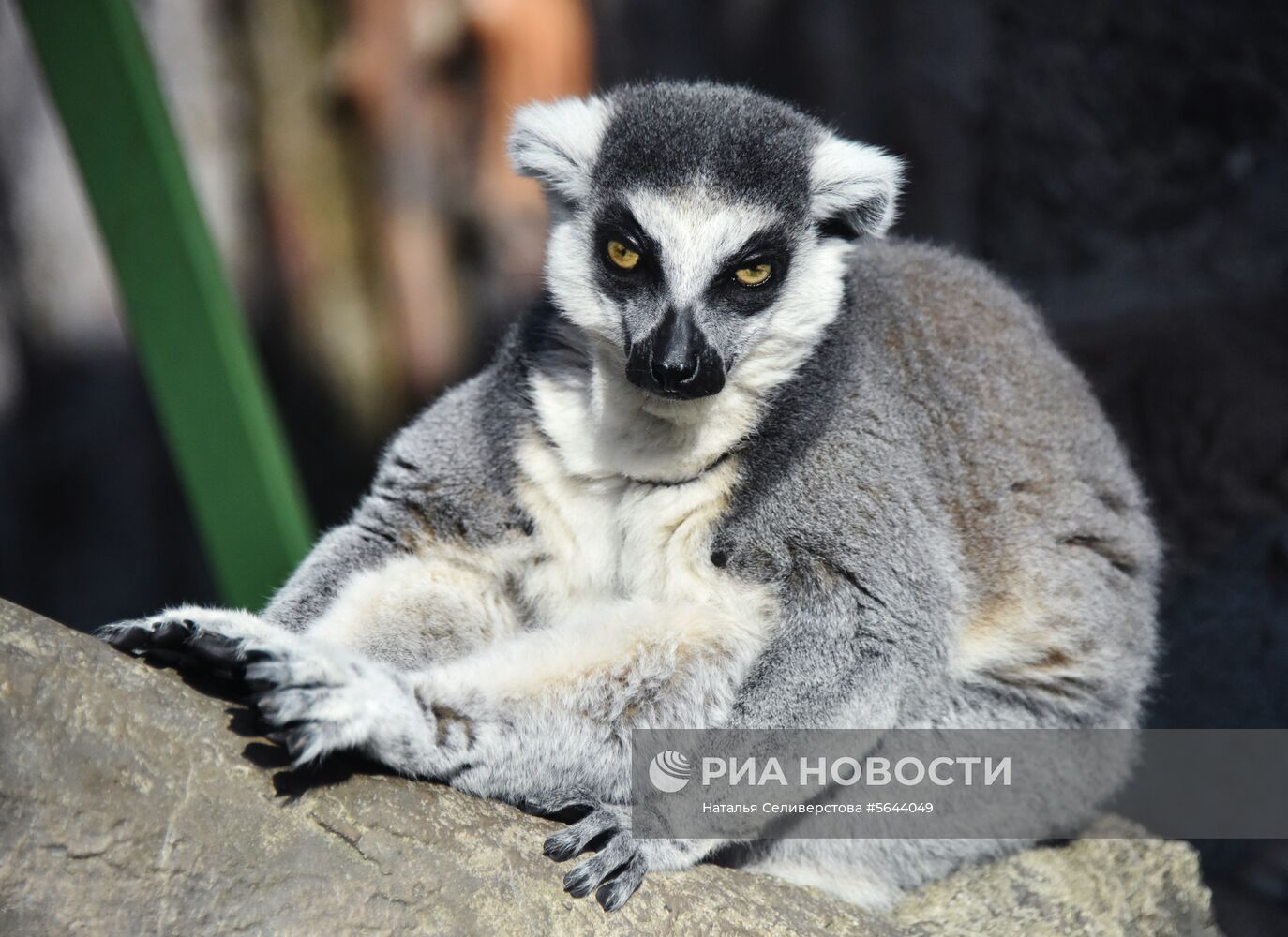 Обитатели Московского зоопарка