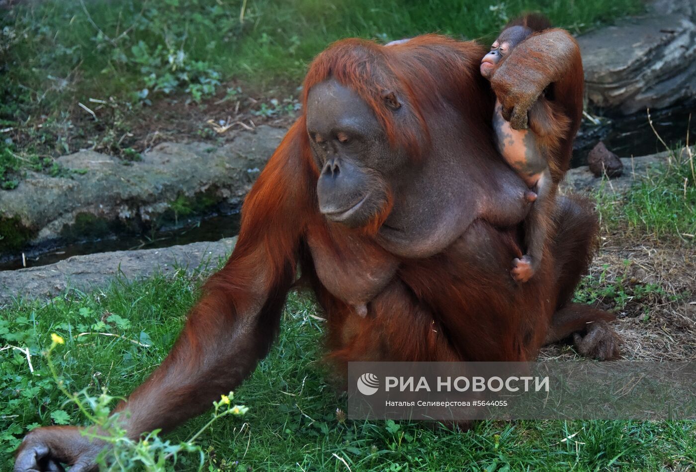 Обитатели Московского зоопарка