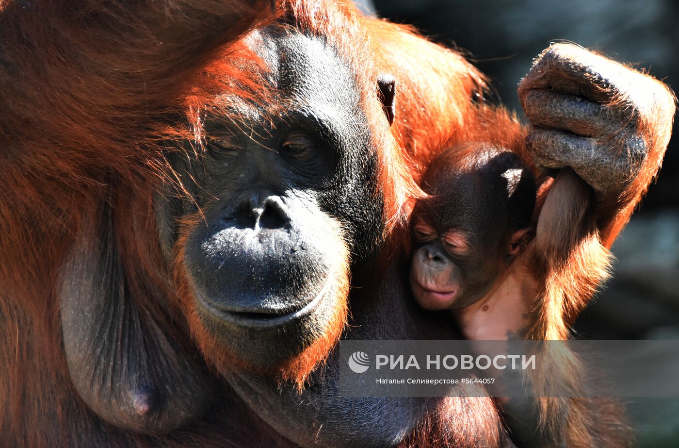 Обитатели Московского зоопарка