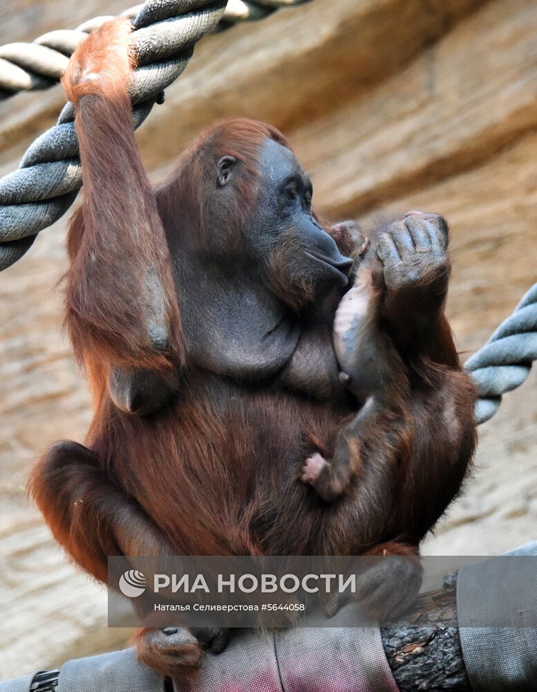 Обитатели Московского зоопарка