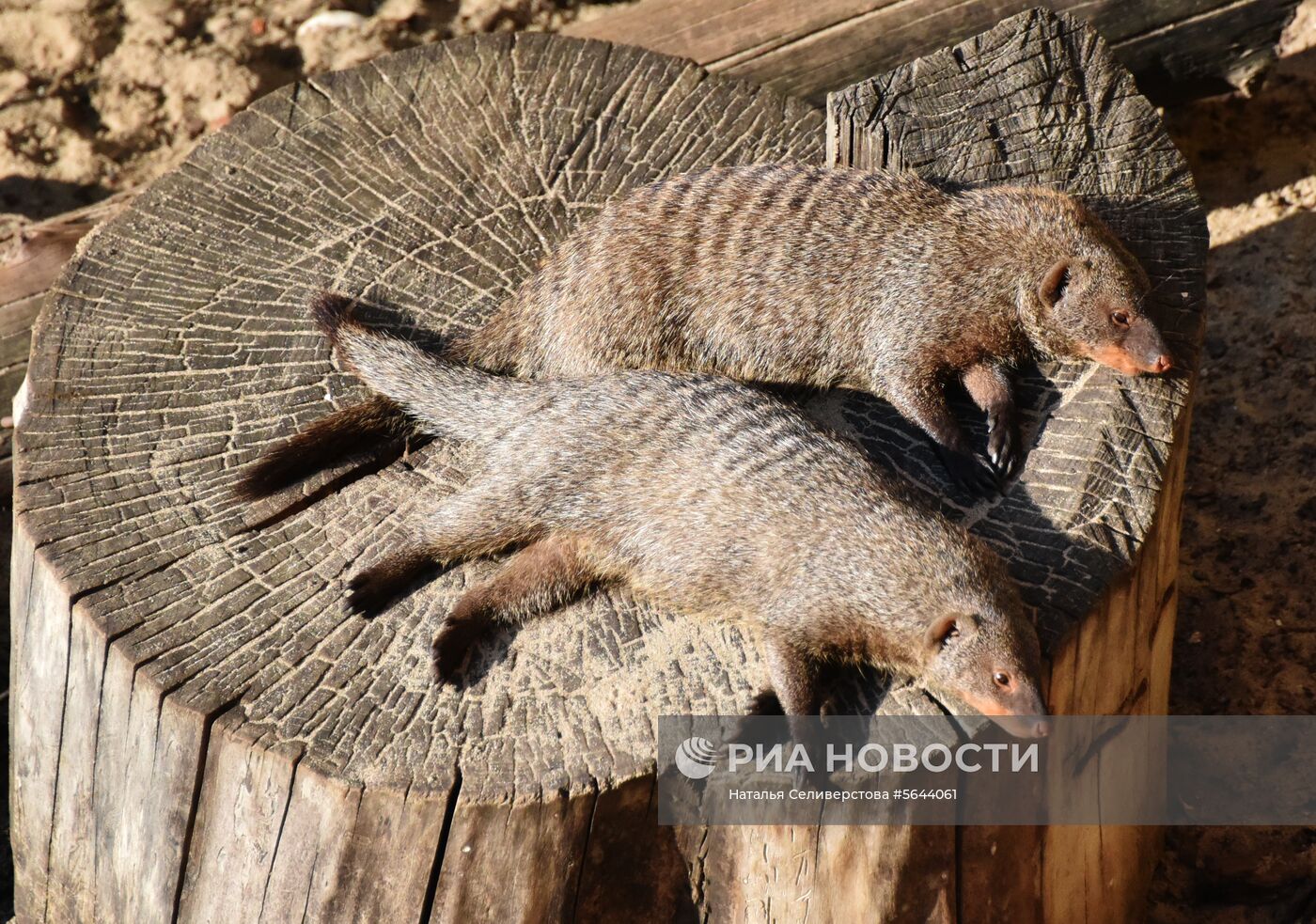 Обитатели Московского зоопарка