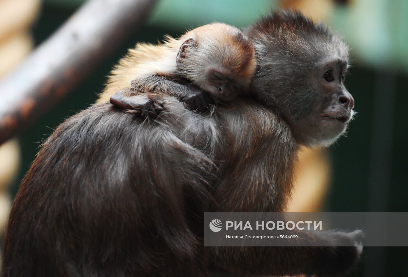 Обитатели Московского зоопарка