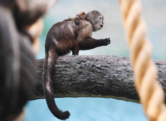 Обитатели Московского зоопарка