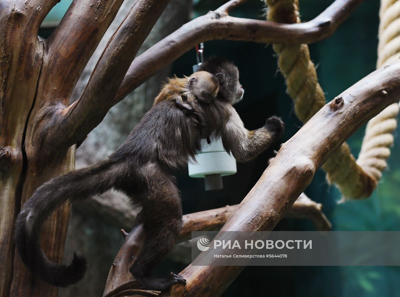 Обитатели Московского зоопарка