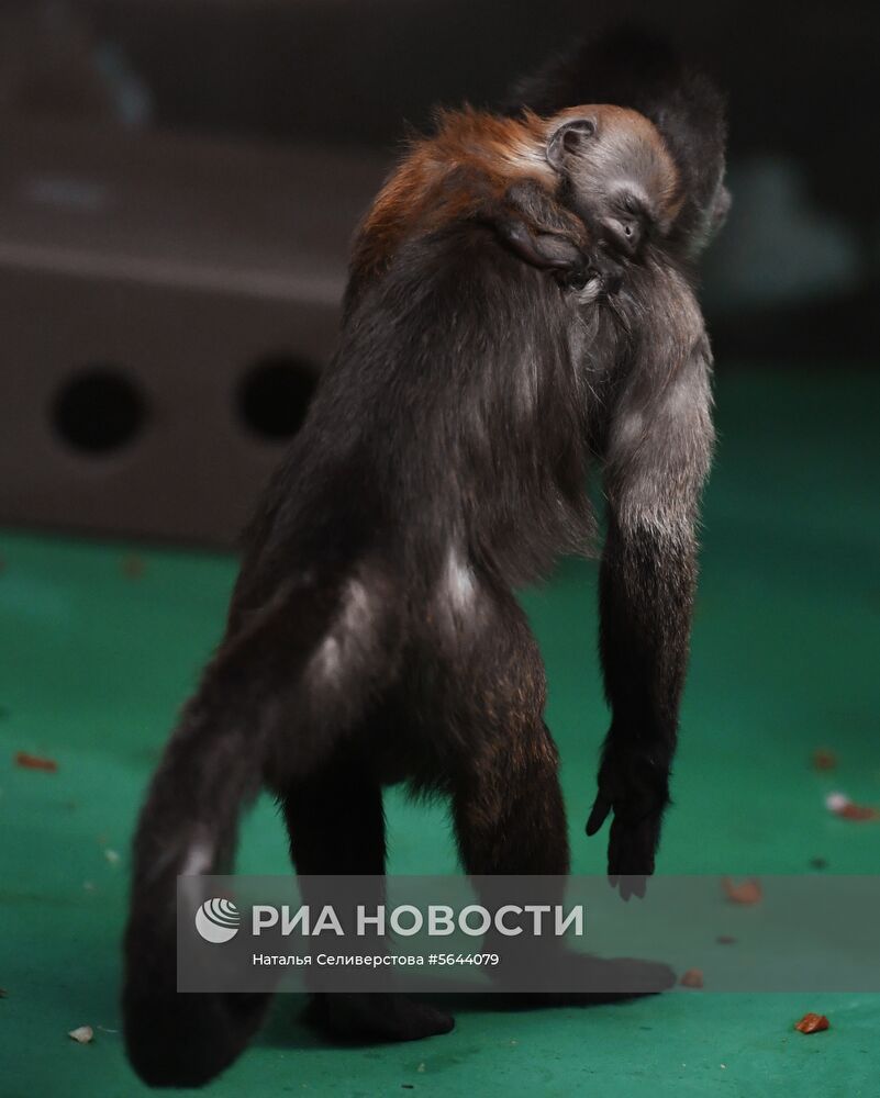 Обитатели Московского зоопарка