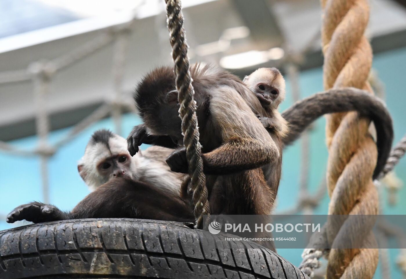 Обитатели Московского зоопарка