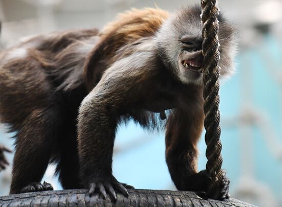 Обитатели Московского зоопарка