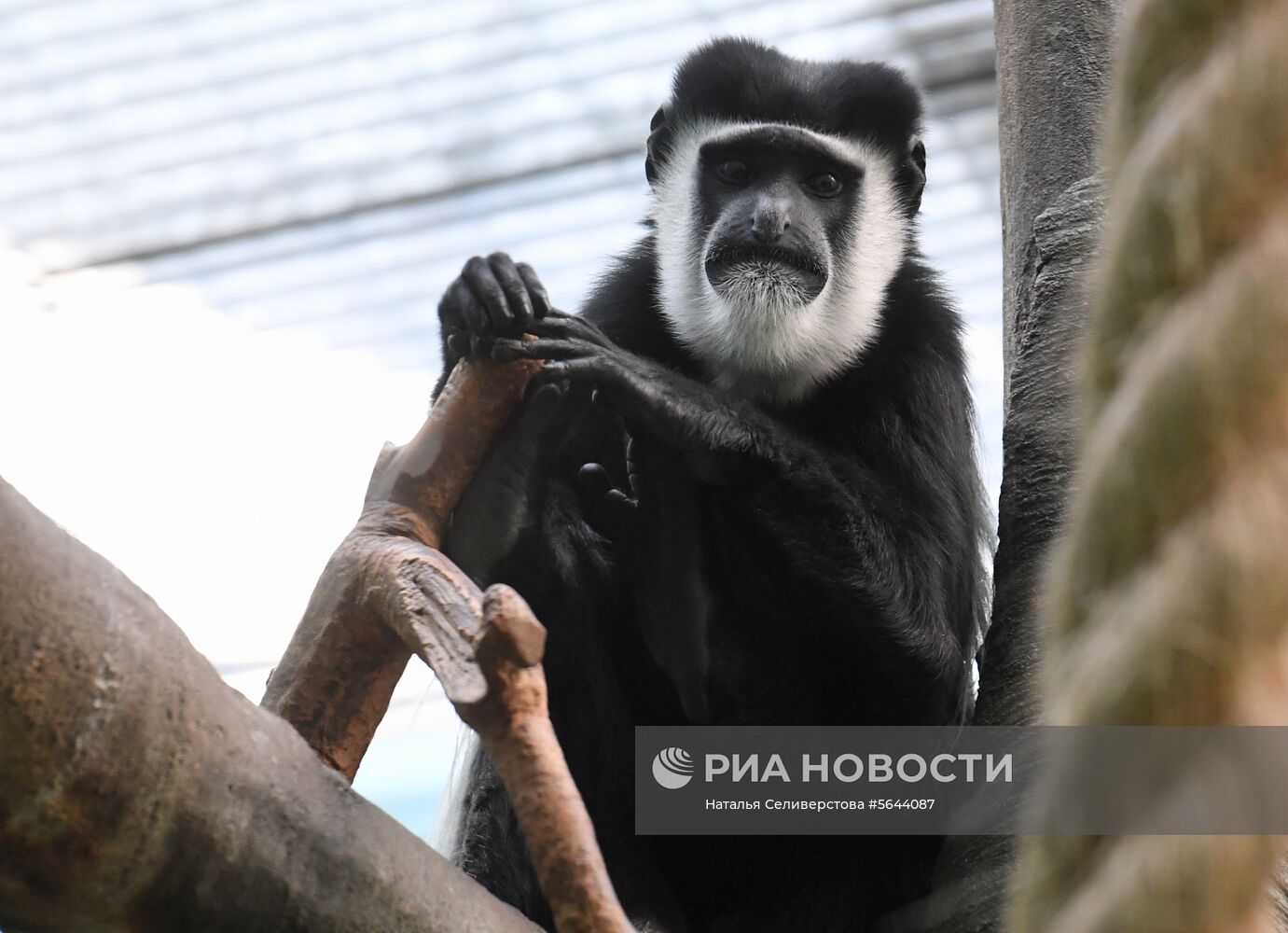 Обитатели Московского зоопарка