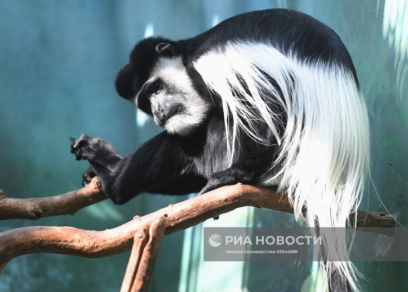 Обитатели Московского зоопарка