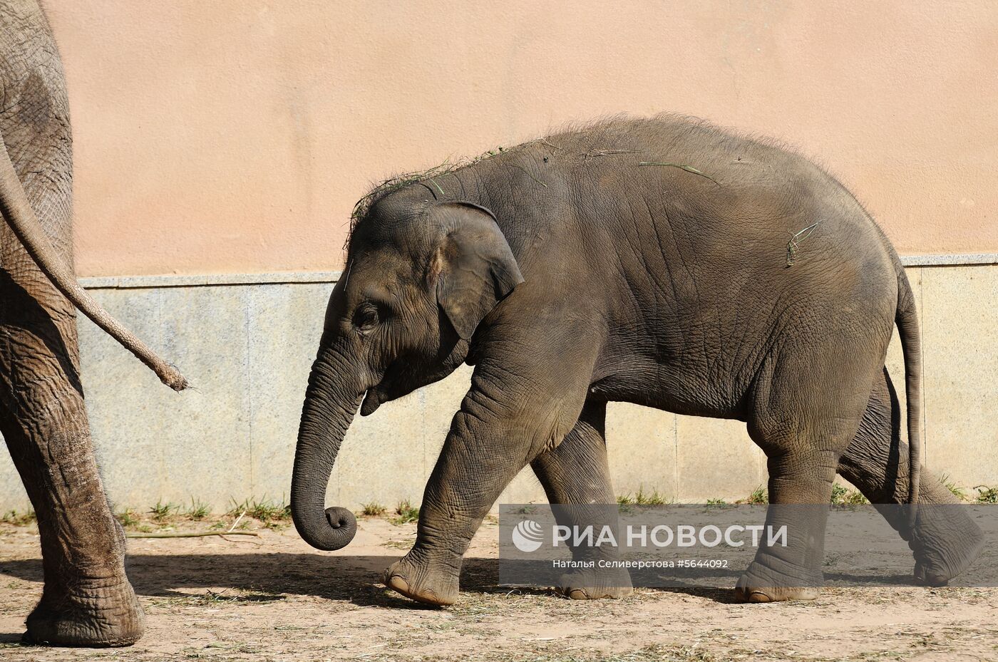 Обитатели Московского зоопарка