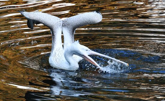 Обитатели Московского зоопарка