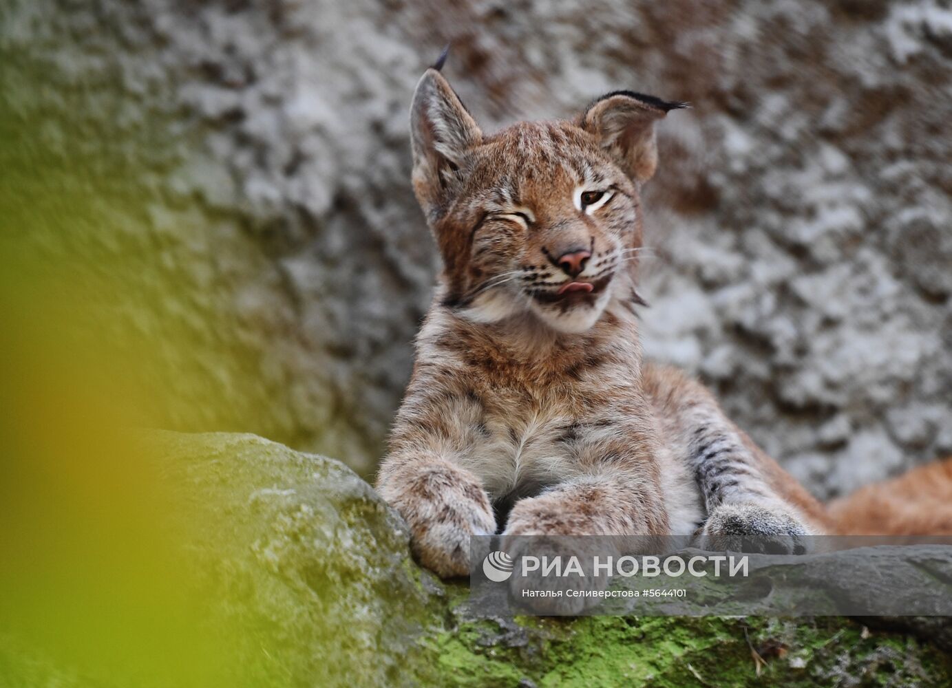 Обитатели Московского зоопарка