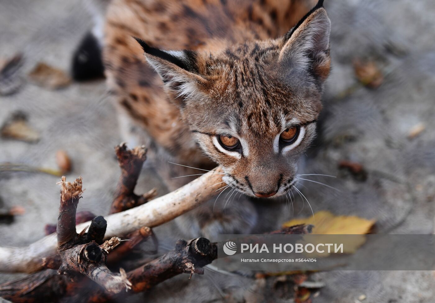 Обитатели Московского зоопарка