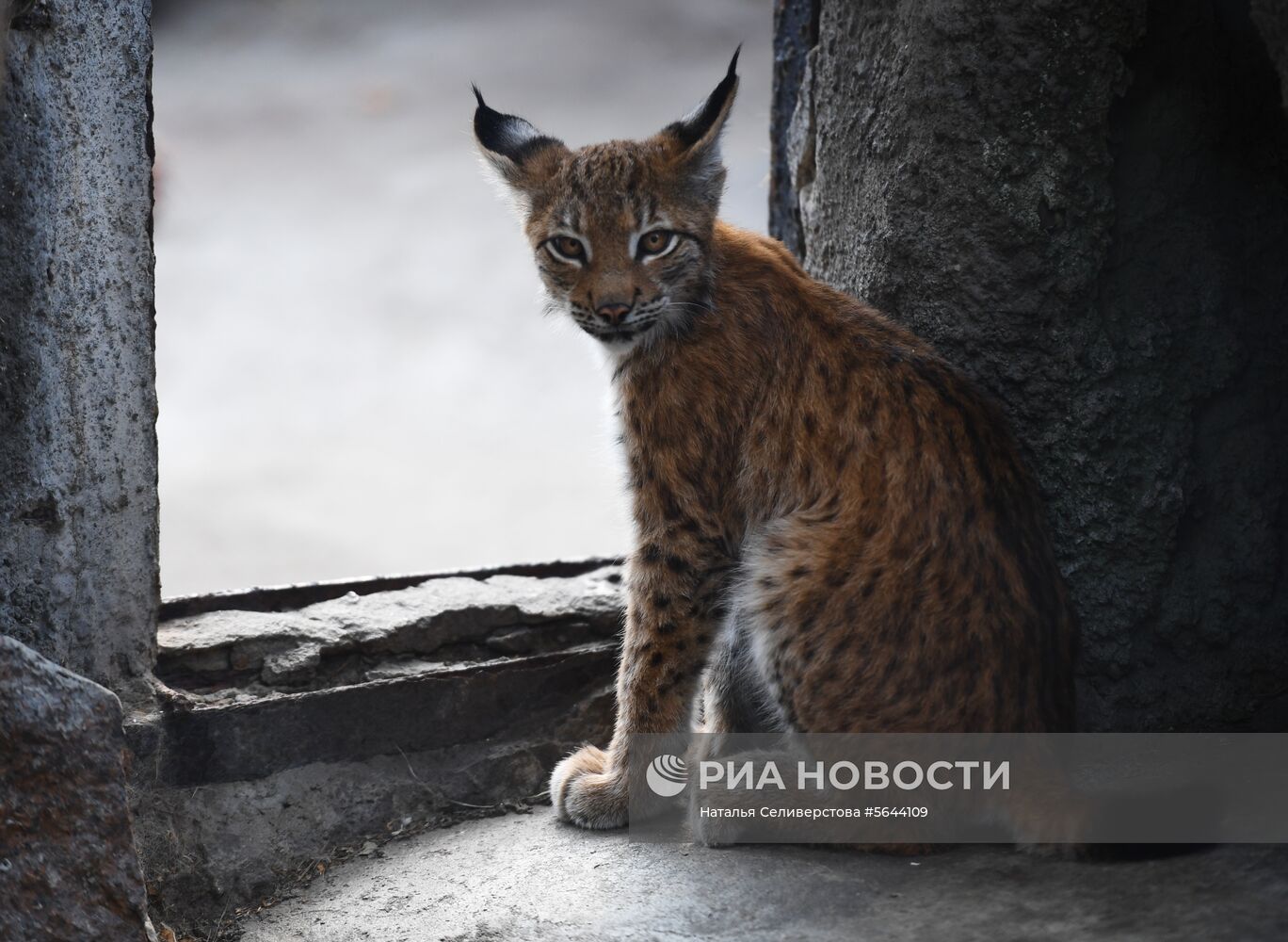 Обитатели Московского зоопарка