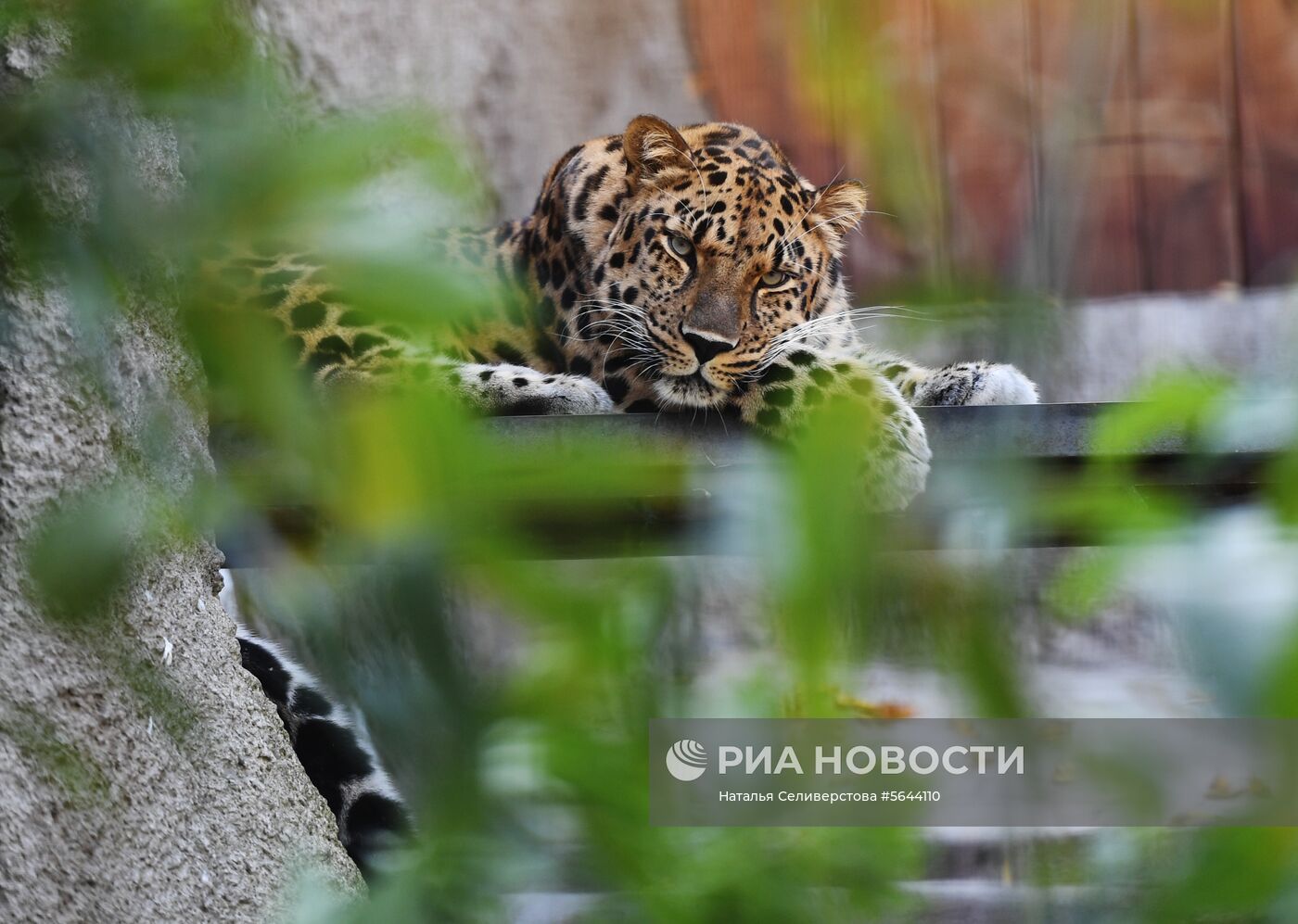 Обитатели Московского зоопарка