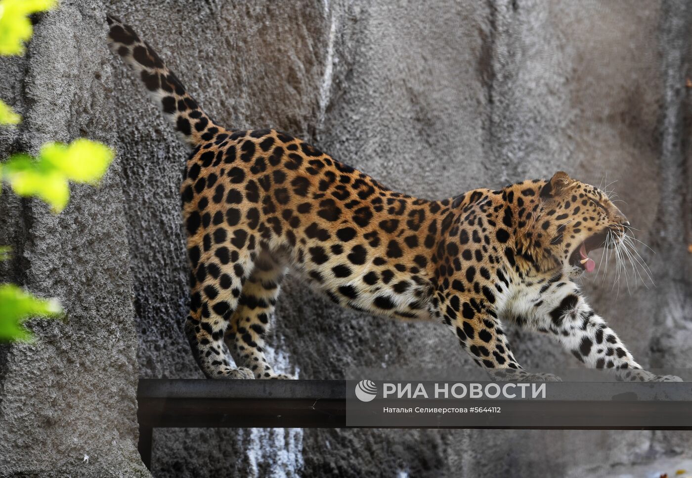 Обитатели Московского зоопарка