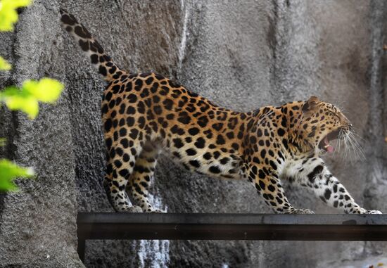 Обитатели Московского зоопарка