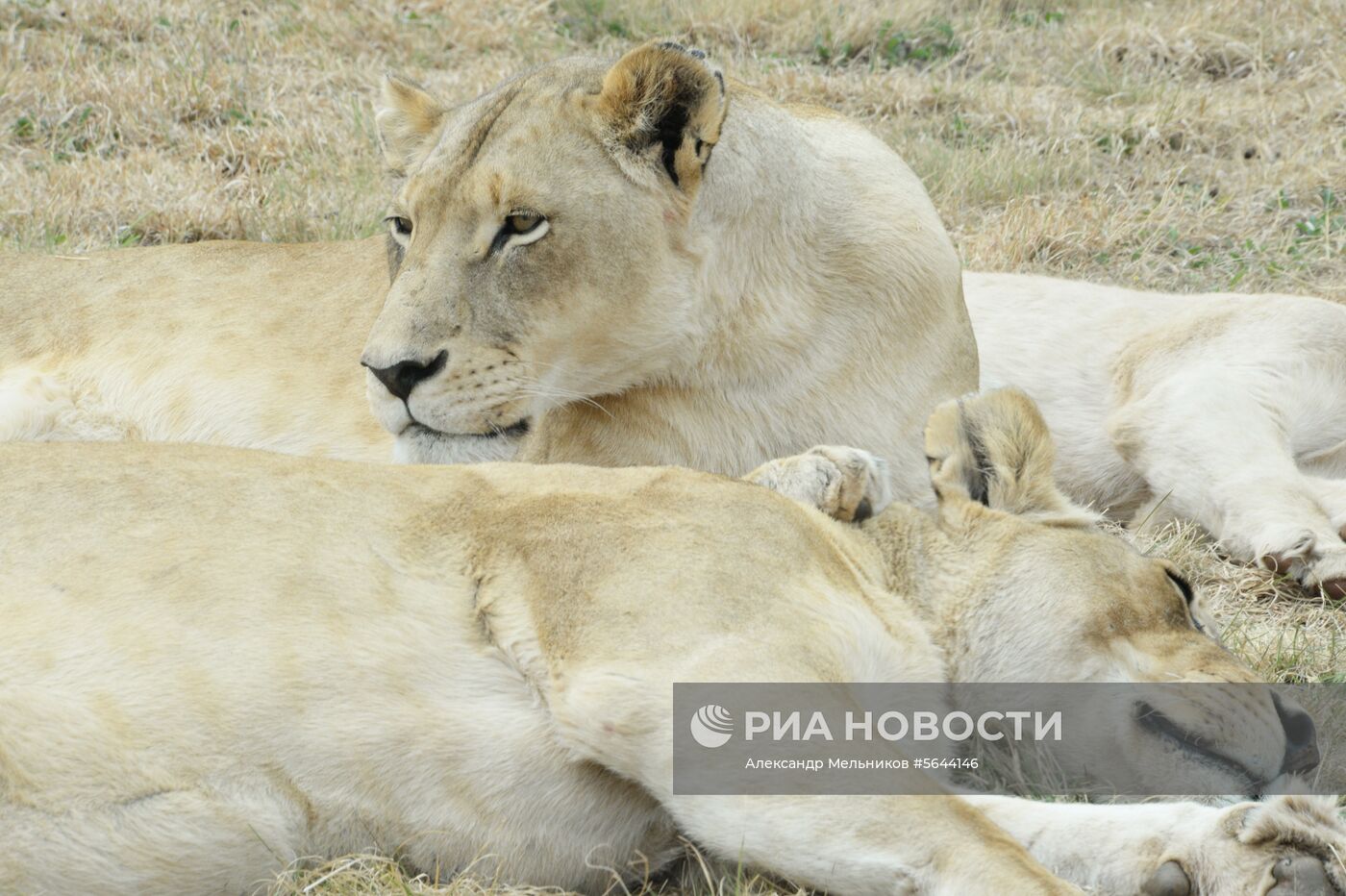 Страны мира. ЮАР