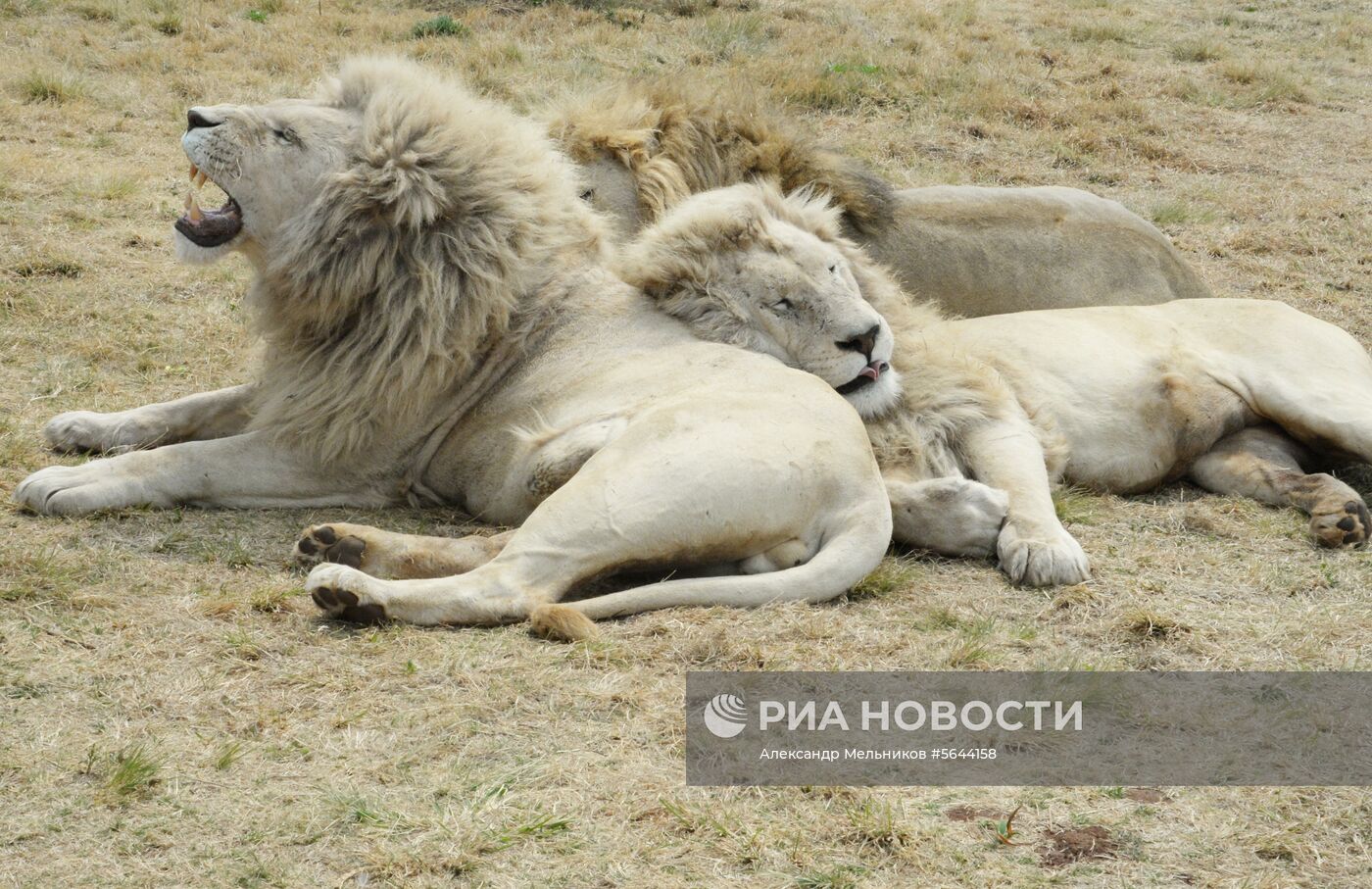 Страны мира. ЮАР