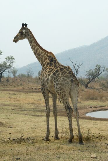 Страны мира. ЮАР