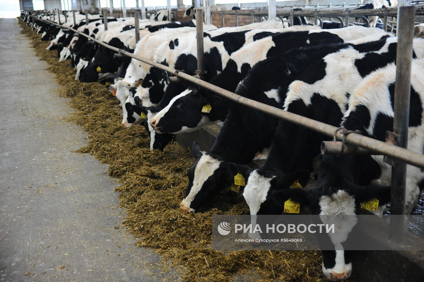Животноводческий комплекс в Тамбовской области