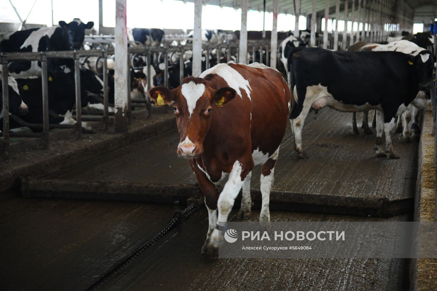 Животноводческий комплекс в Тамбовской области