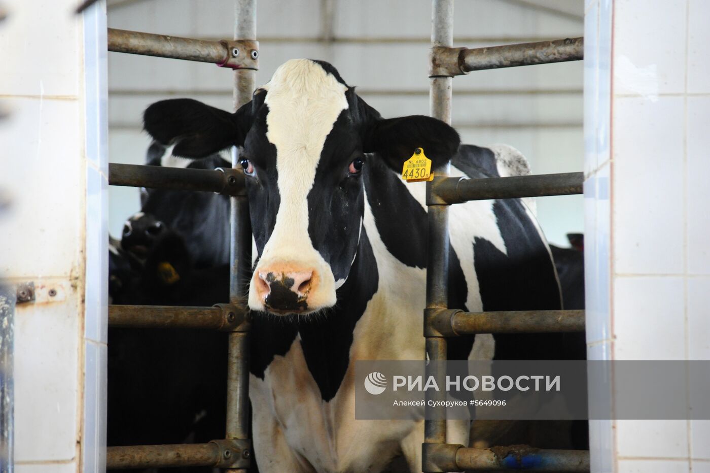 Животноводческий комплекс в Тамбовской области