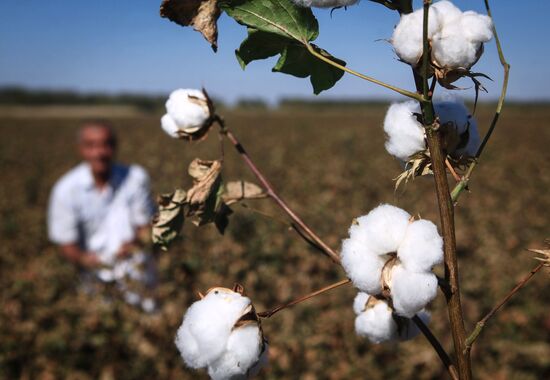 Сбор урожая хлопка в Ставропольском крае