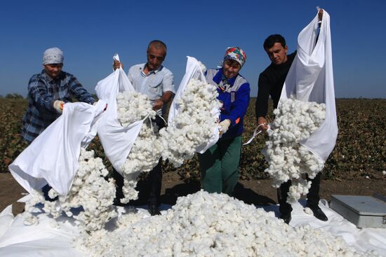 Сбор урожая хлопка в Ставропольском крае
