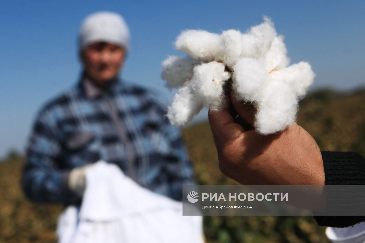 Сбор урожая хлопка в Ставропольском крае