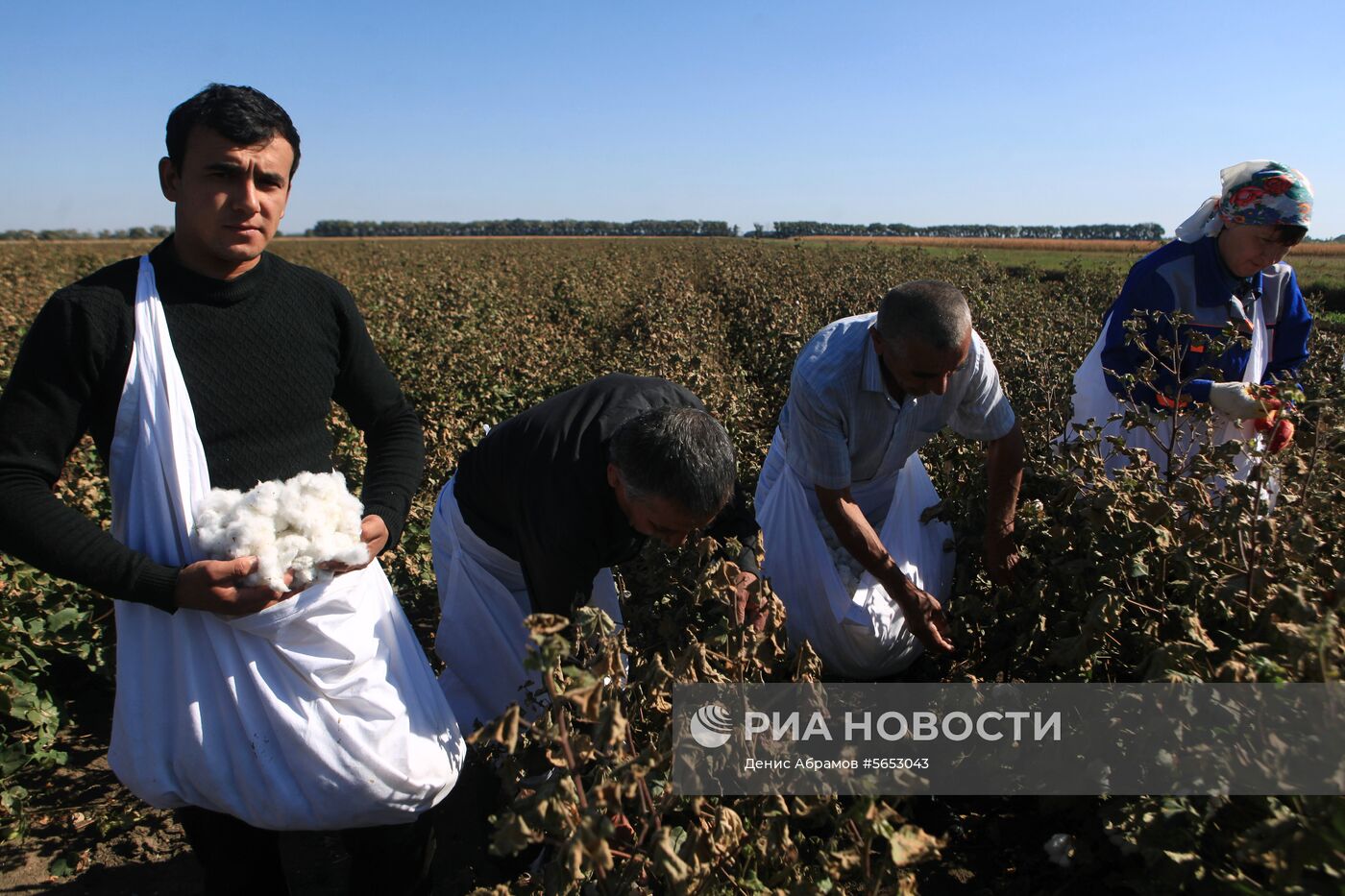 Сбор урожая хлопка в Ставропольском крае