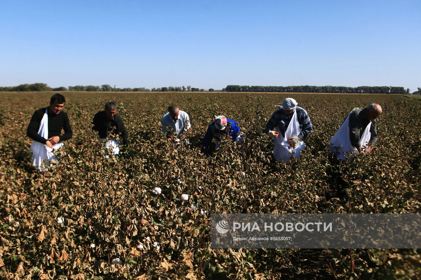 Сбор урожая хлопка в Ставропольском крае