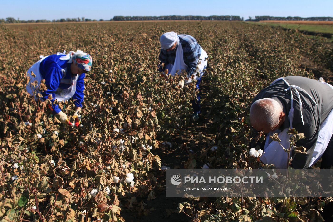 Сбор урожая хлопка в Ставропольском крае