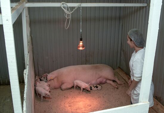 Прооперированная роботом свинья Роза родила шестерых поросят