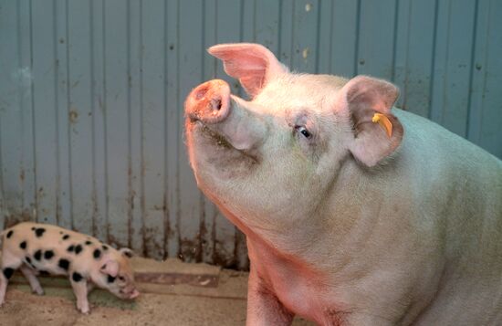 Прооперированная роботом свинья Роза родила шестерых поросят