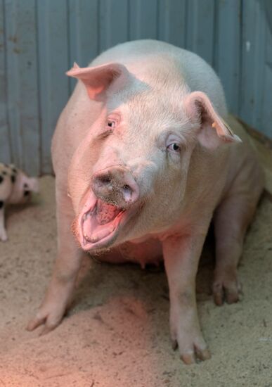 Прооперированная роботом свинья Роза родила шестерых поросят