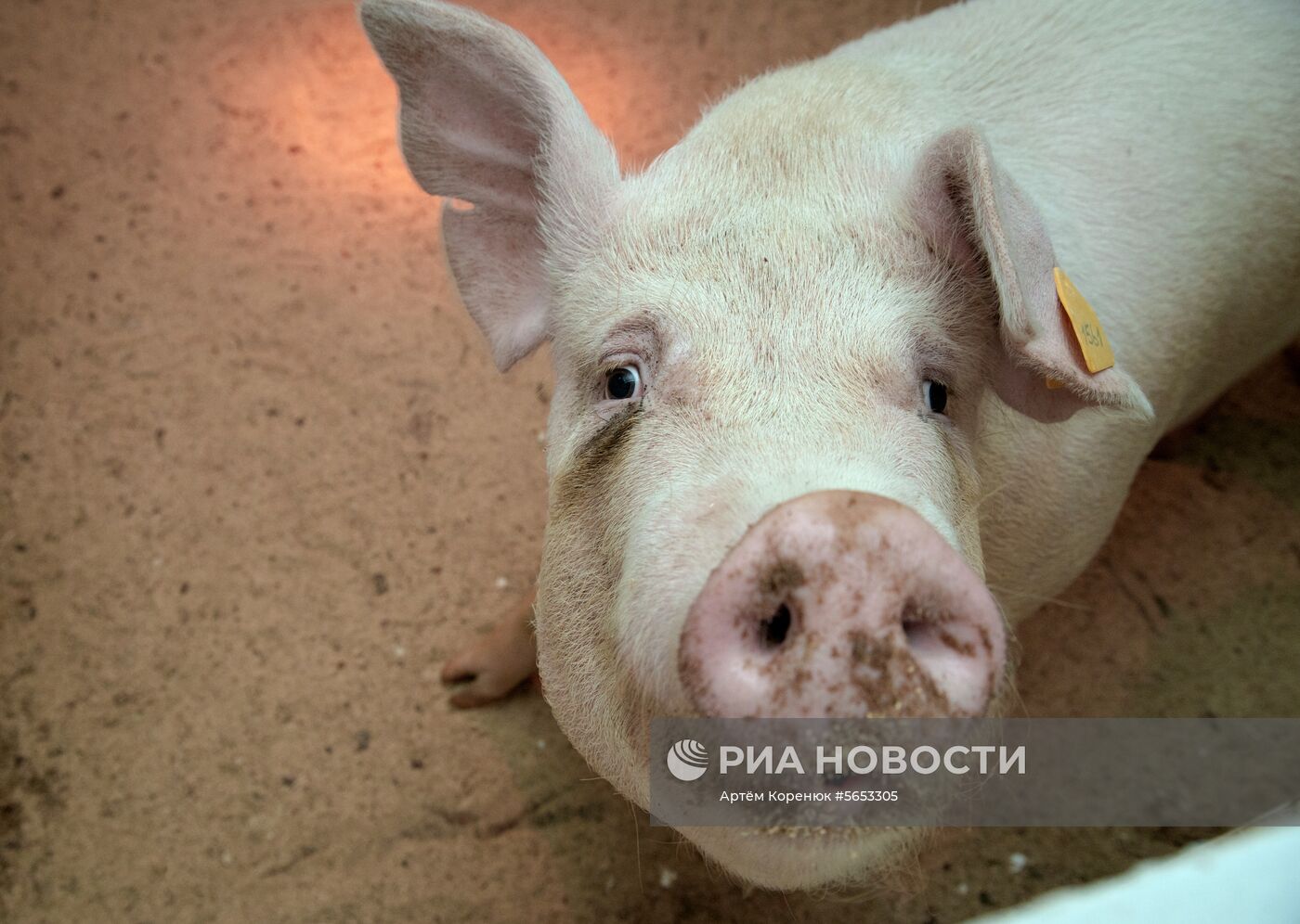 Прооперированная роботом свинья Роза родила шестерых поросят