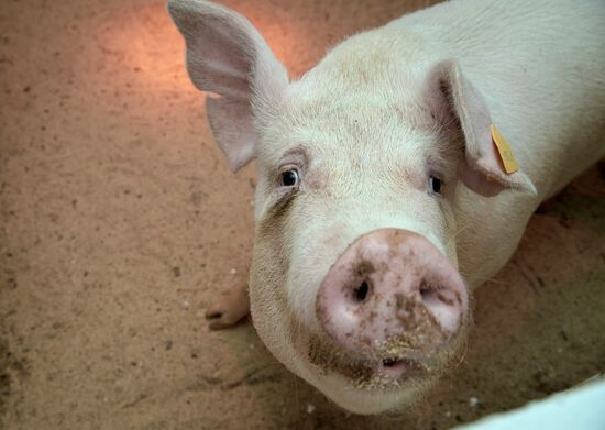 Прооперированная роботом свинья Роза родила шестерых поросят