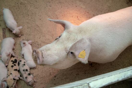 Прооперированная роботом свинья Роза родила шестерых поросят