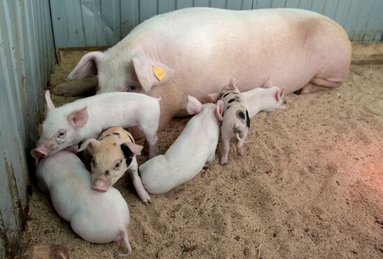 Прооперированная роботом свинья Роза родила шестерых поросят