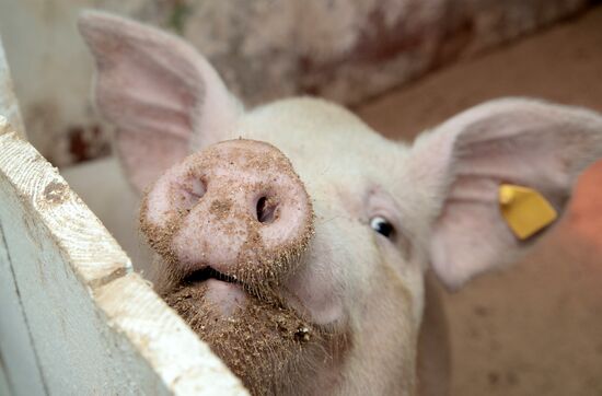 Прооперированная роботом свинья Роза родила шестерых поросят