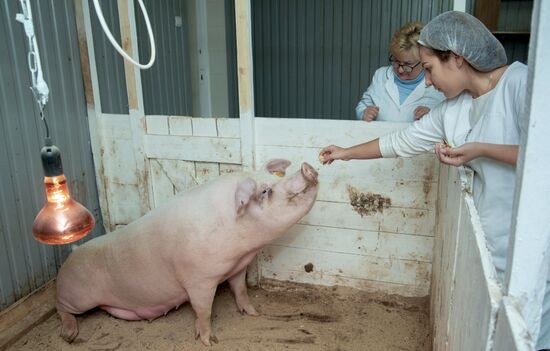 Прооперированная роботом свинья Роза родила шестерых поросят