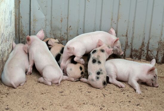 Прооперированная роботом свинья Роза родила шестерых поросят